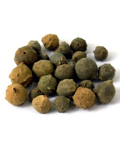 Aleppo Oak (Mazu Sabz)