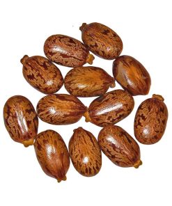 Castor Bean (Tukhm-e-Arandi)