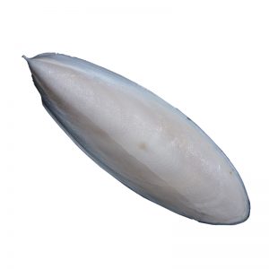 Cuttlefish Bone (Samandar Jhag)