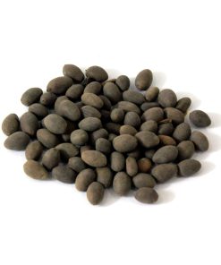 Sacred Lotus (Kanwal Gutta)