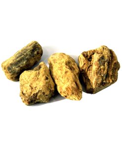 Sal Tree (Ral Safaid)